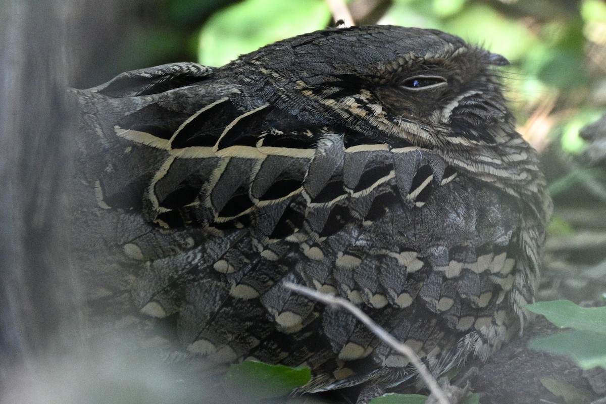 pauraquenattravn - ML644781837