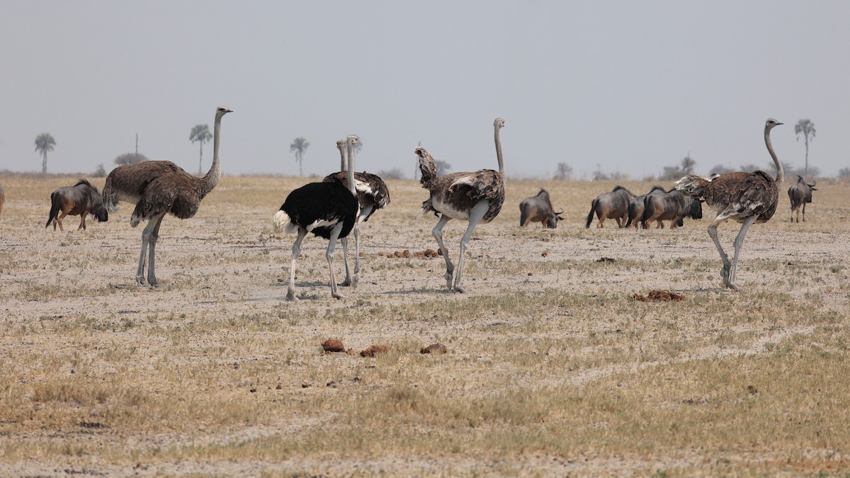 Common Ostrich - ML644781840
