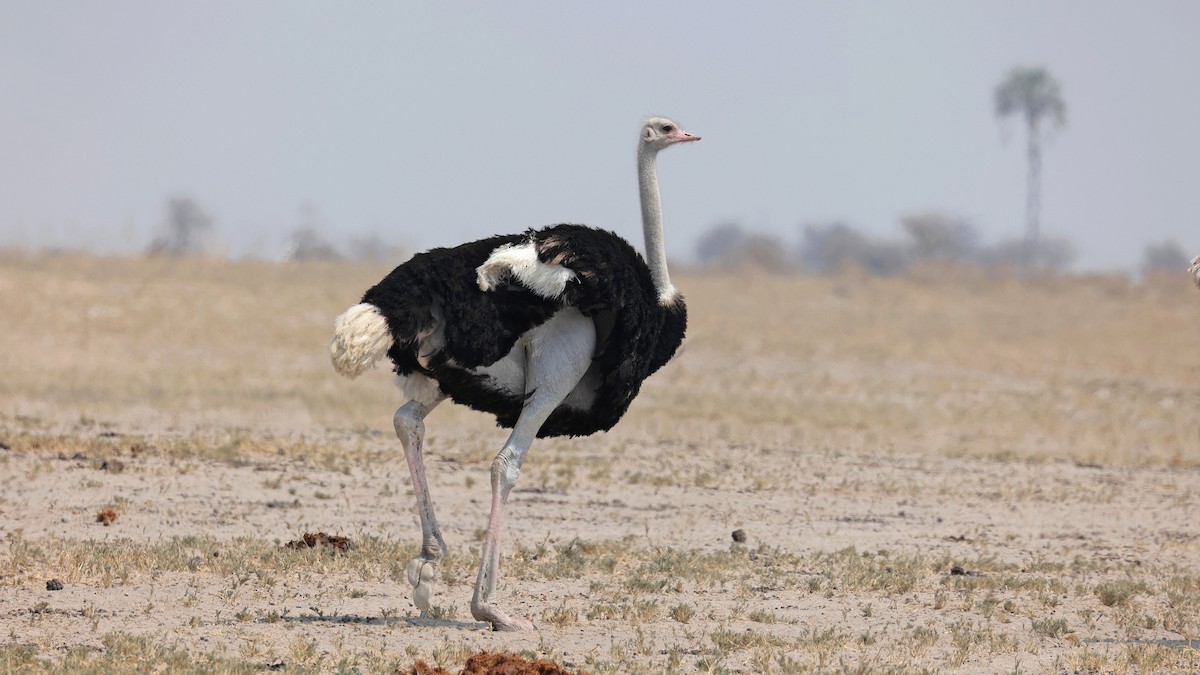 Common Ostrich - ML644781843