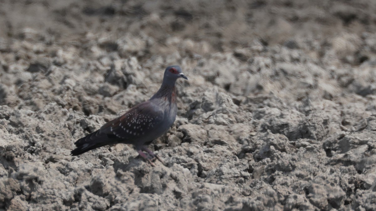 Speckled Pigeon - ML644781845