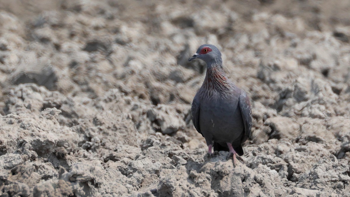 Speckled Pigeon - ML644781852