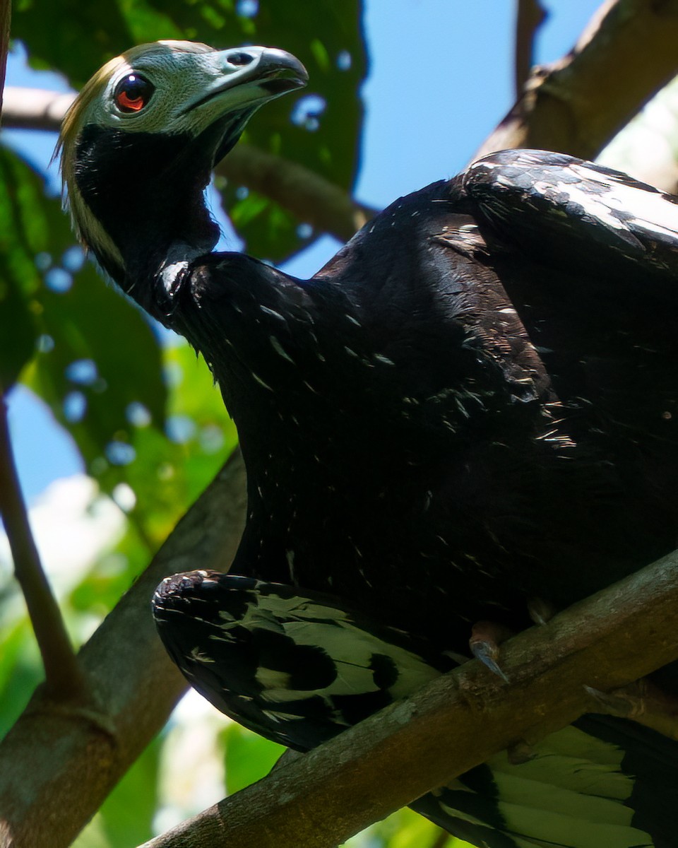 Blue-throated Piping-Guan - ML644781856