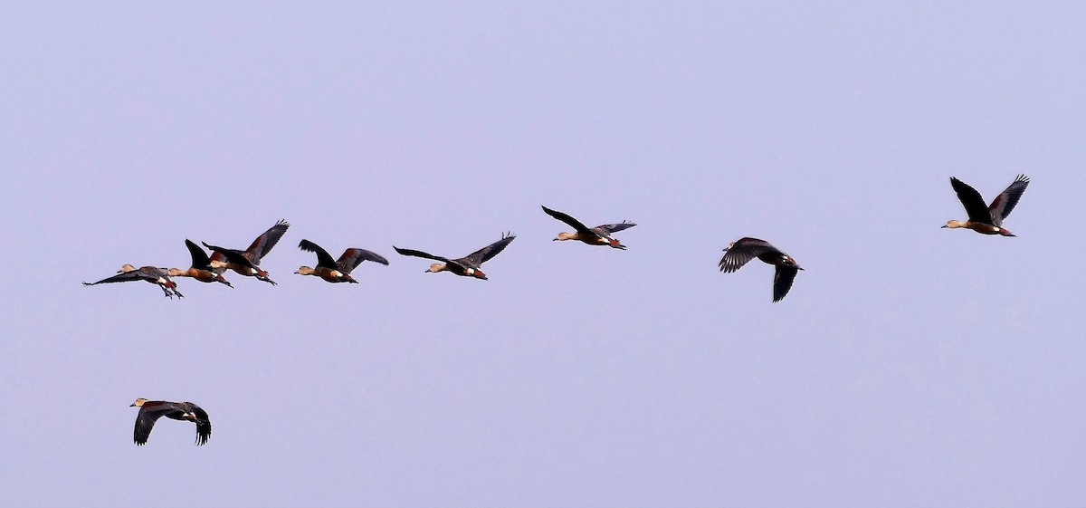 Lesser Whistling-Duck - ML644781857