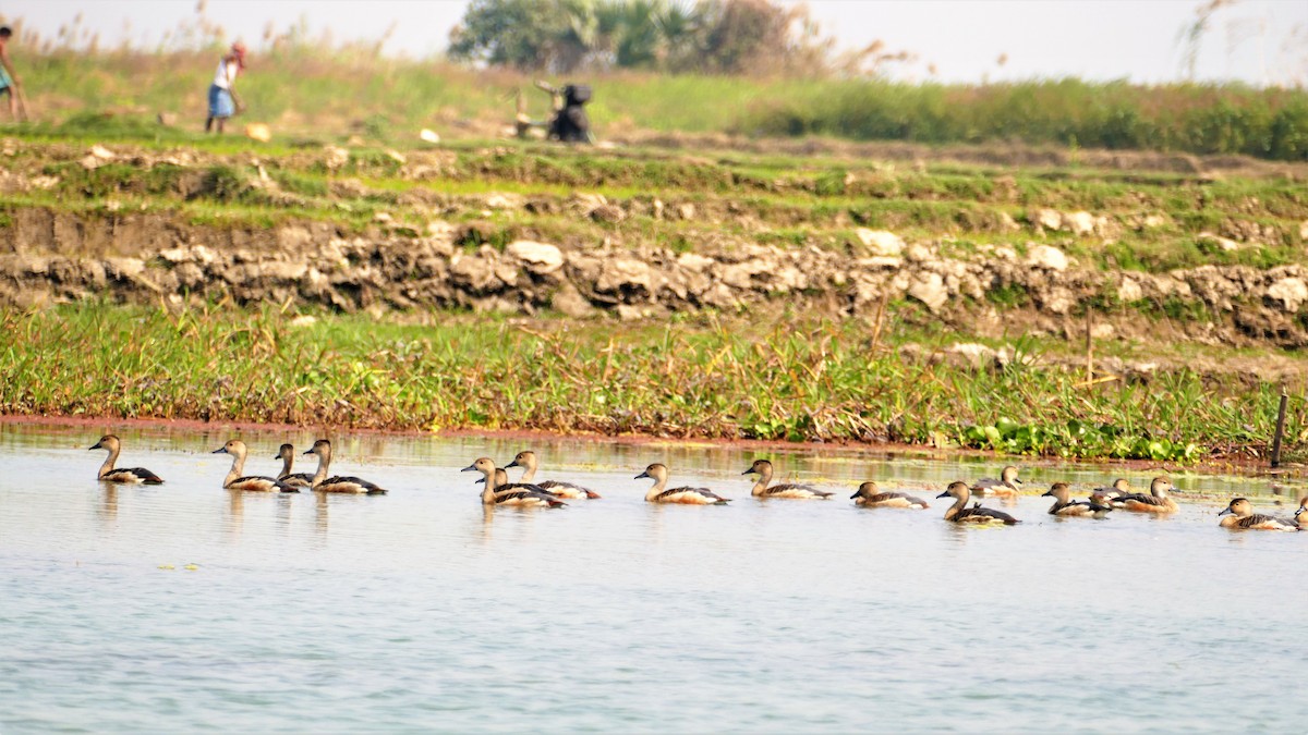 Lesser Whistling-Duck - ML644781860