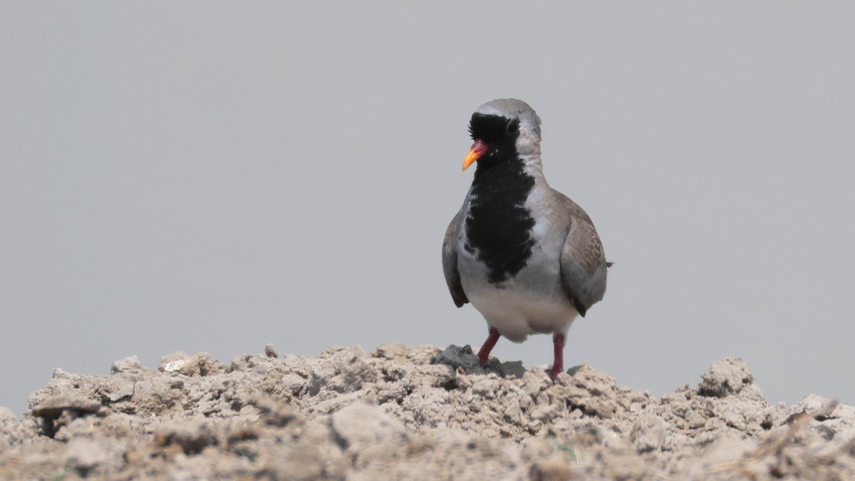 Namaqua Dove - ML644781864