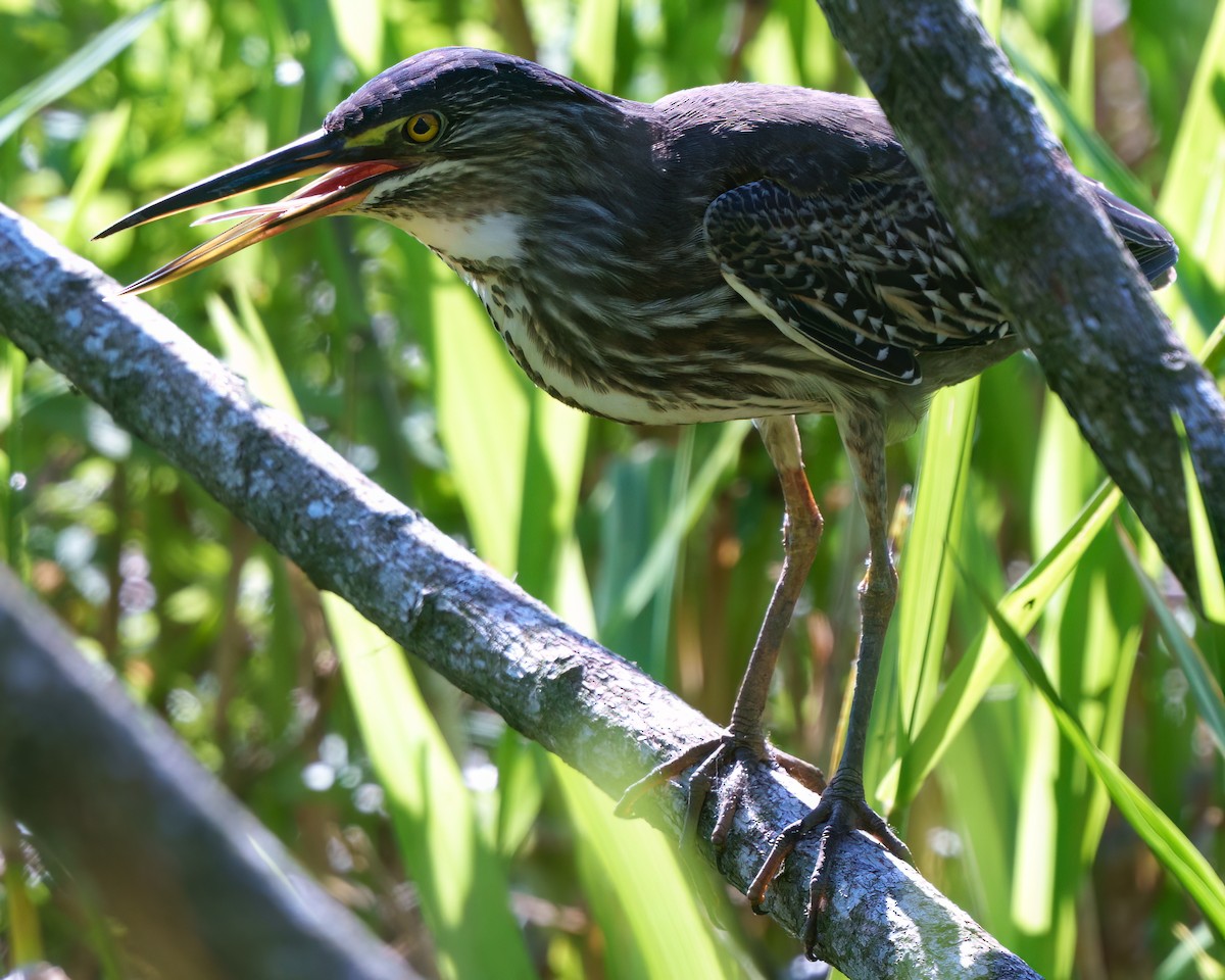 Striated Heron - ML644781873