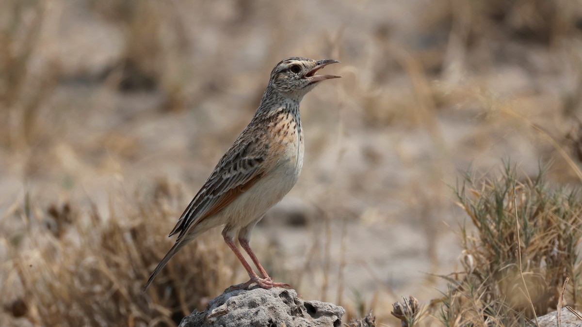 Rufous-naped Lark - ML644781876