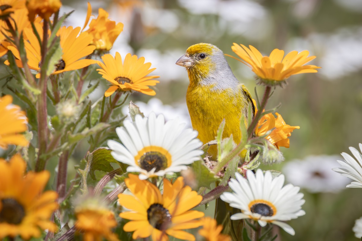 Cape Canary - ML644781880