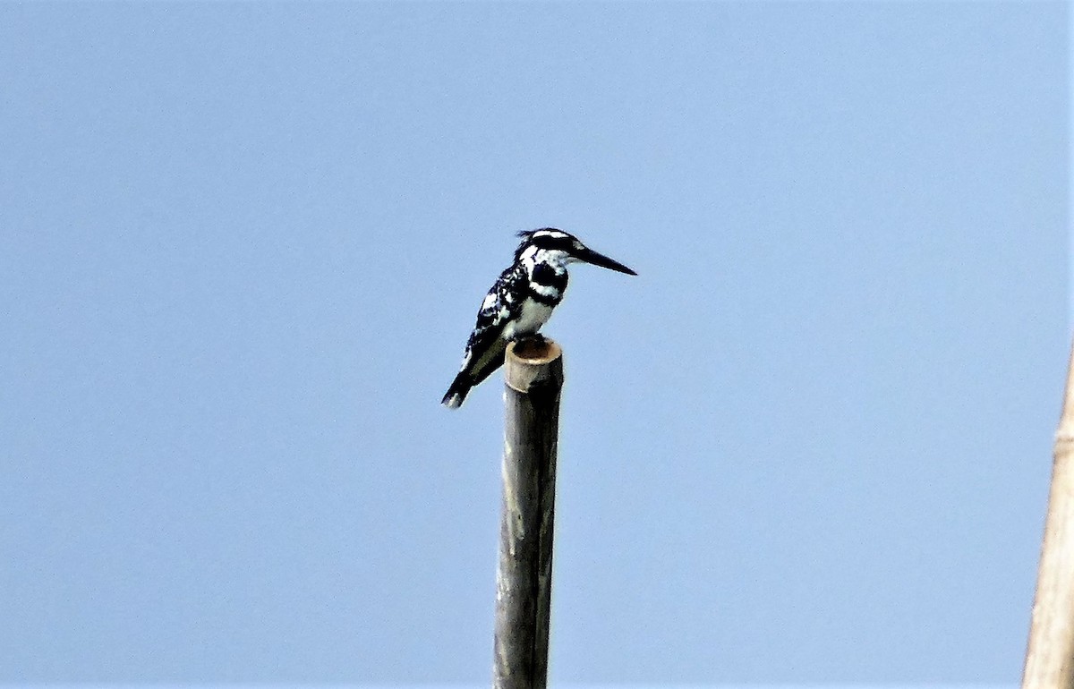 Pied Kingfisher - ML644781881