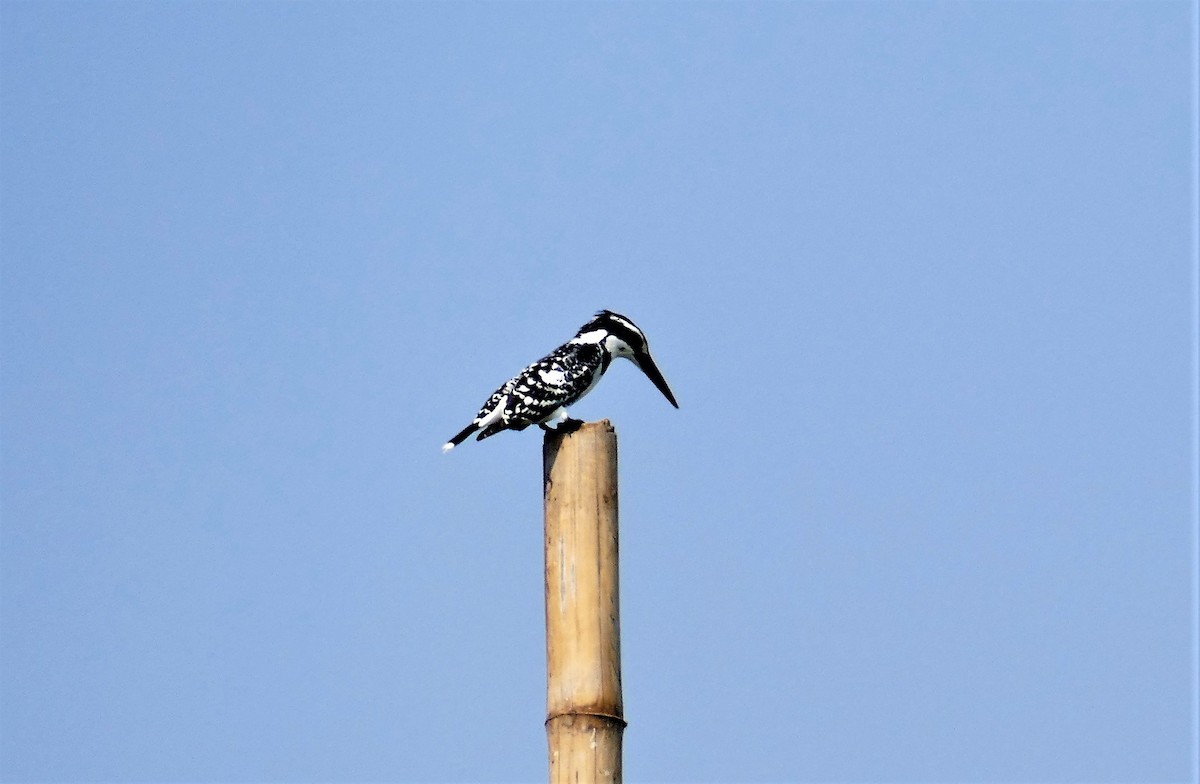 Pied Kingfisher - ML644781882