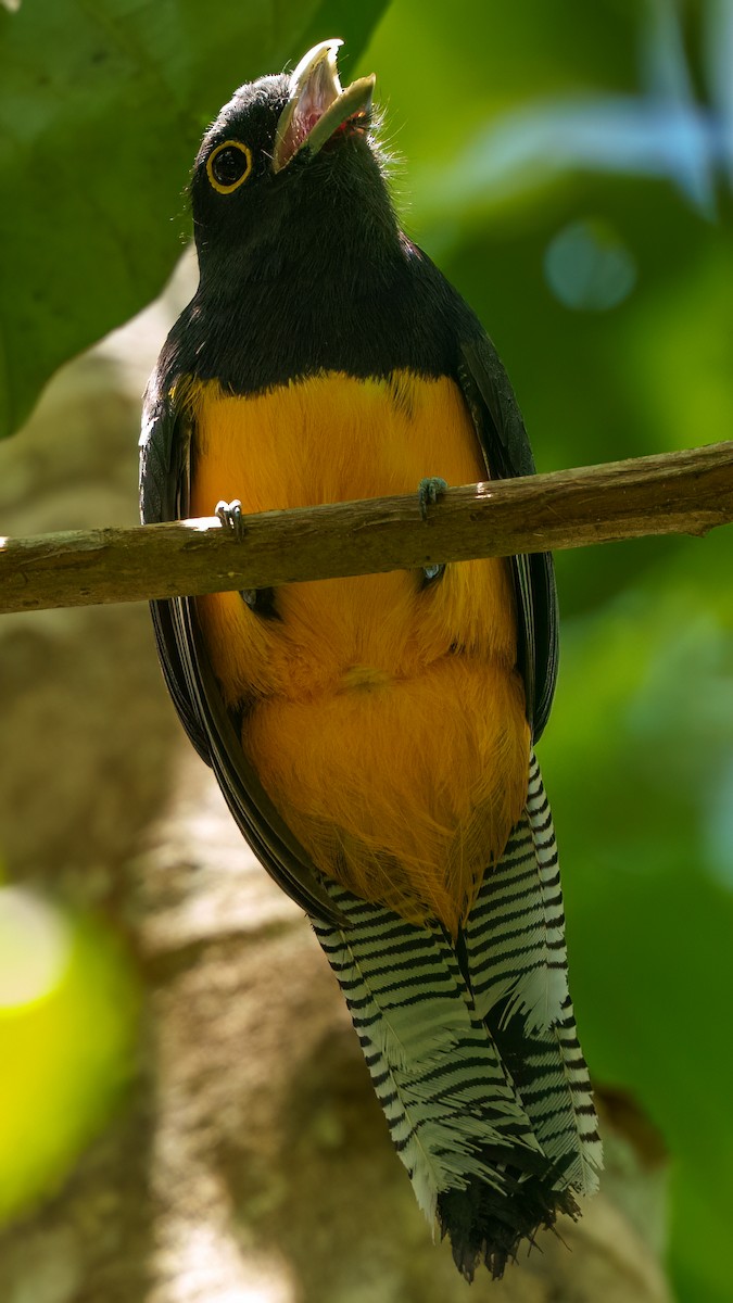 Amazonian Violaceous Trogon - ML644781883