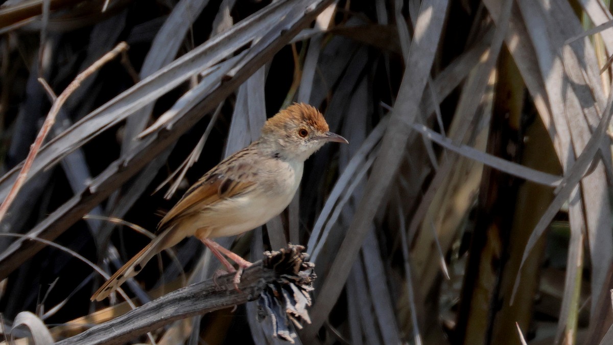 Rotscheitel-Zistensänger - ML644781888