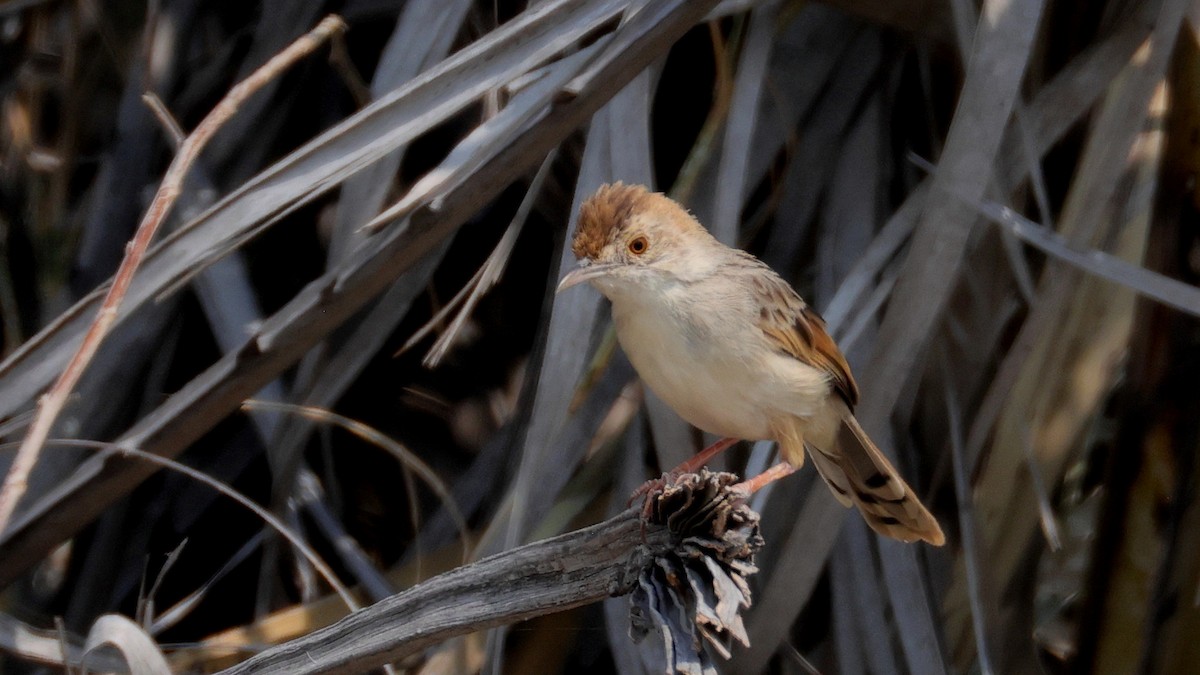 Rotscheitel-Zistensänger - ML644781889