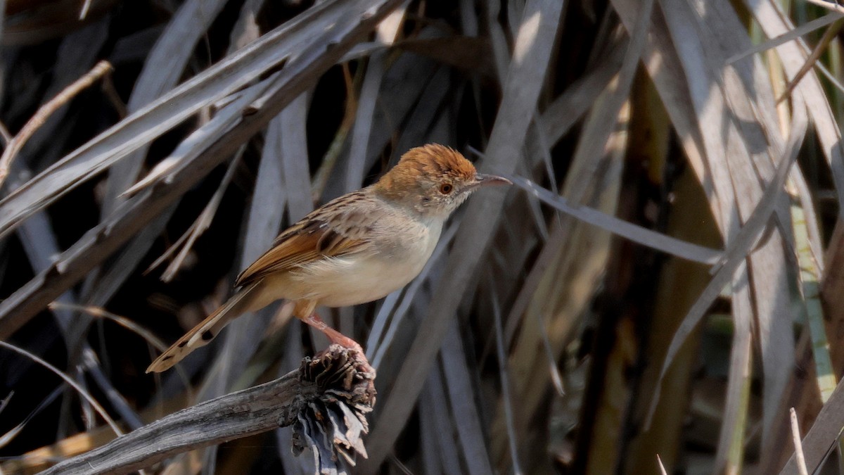 Rotscheitel-Zistensänger - ML644781890