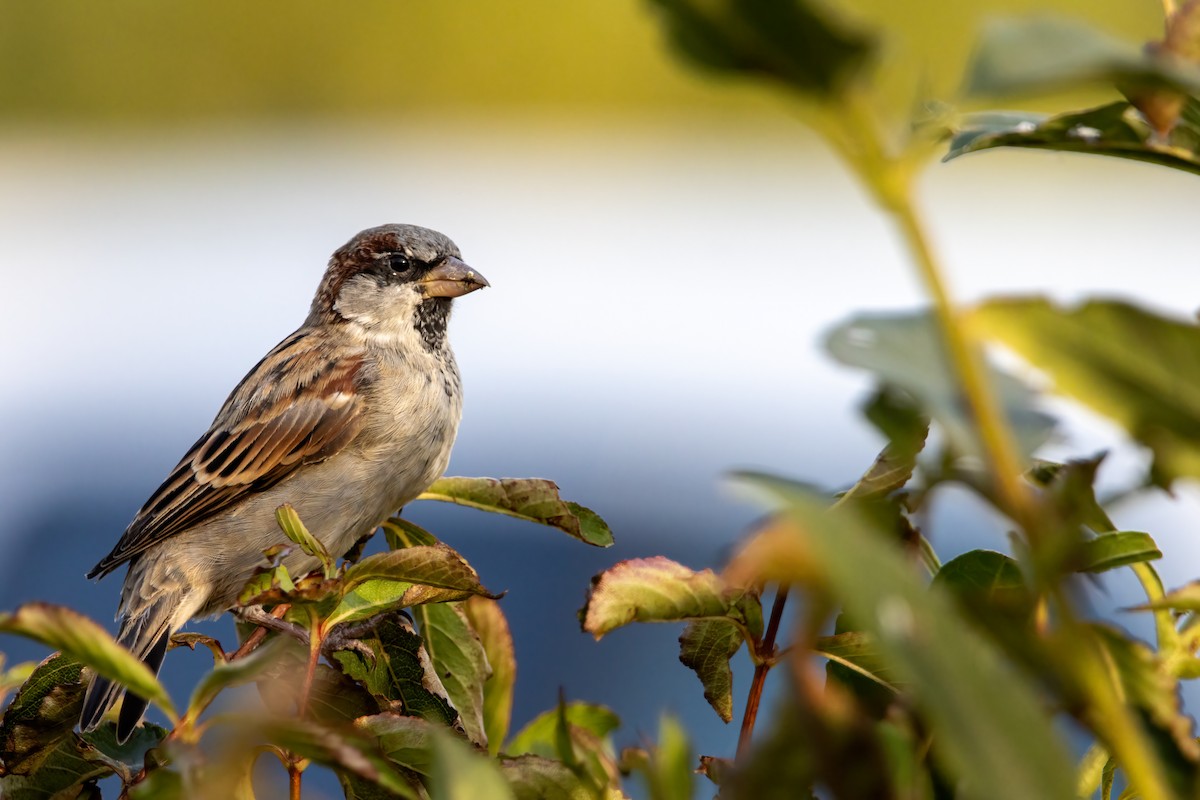 gråspurv - ML644781896