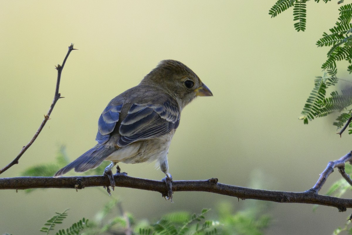 Indigo Bunting - ML644781898