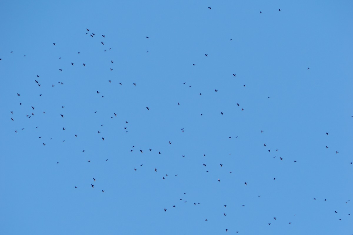 Пурпурный гракл - ML644781905