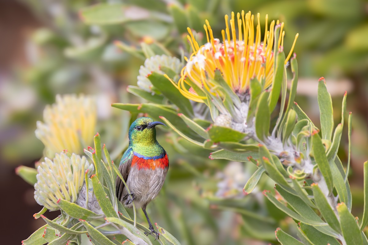 Southern Double-collared Sunbird - ML644781907
