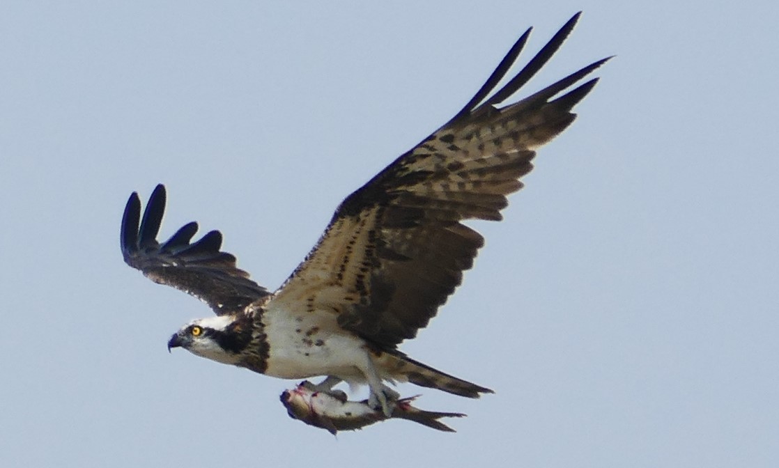 Osprey - ML644781918