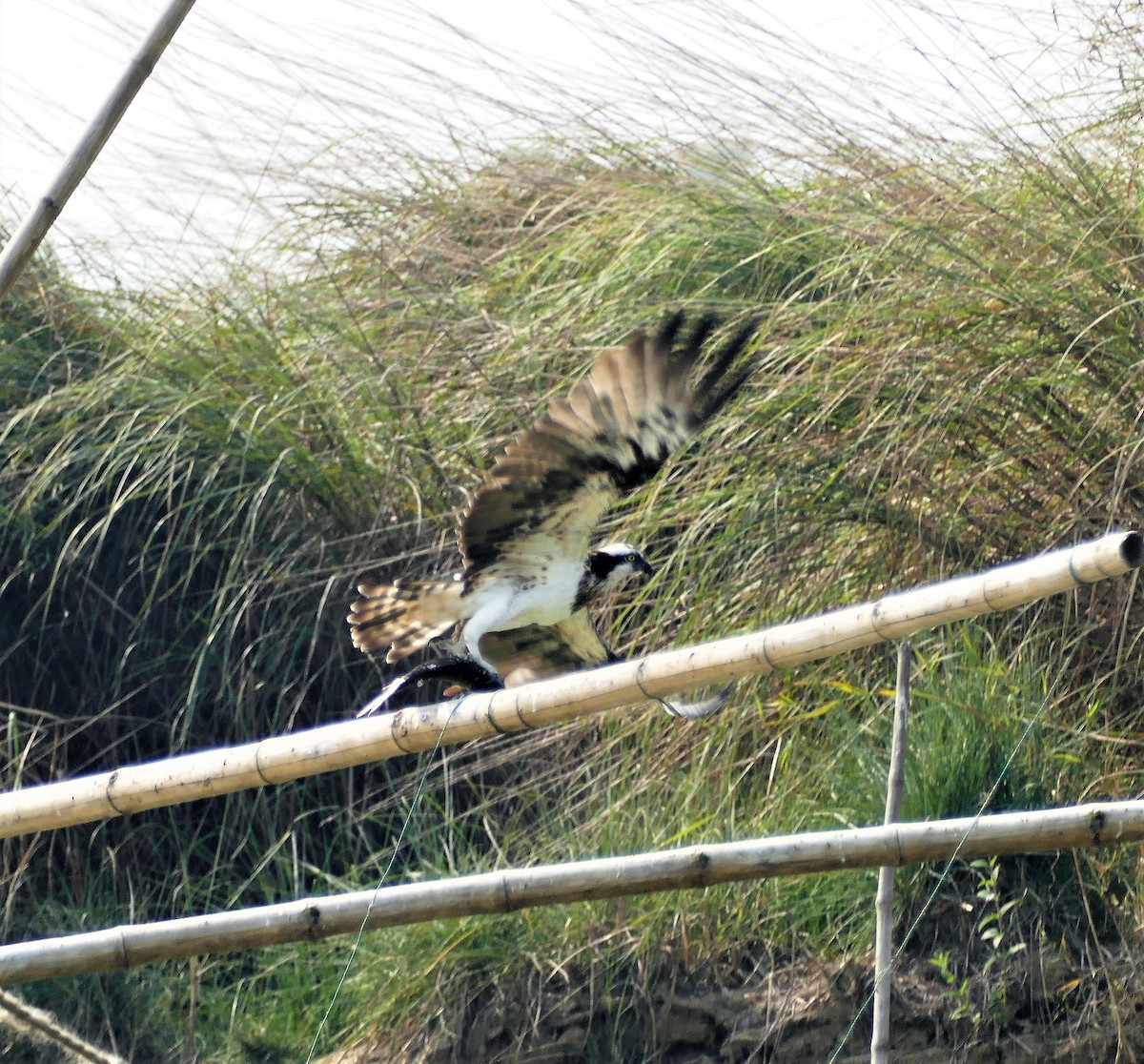 Osprey - ML644781919