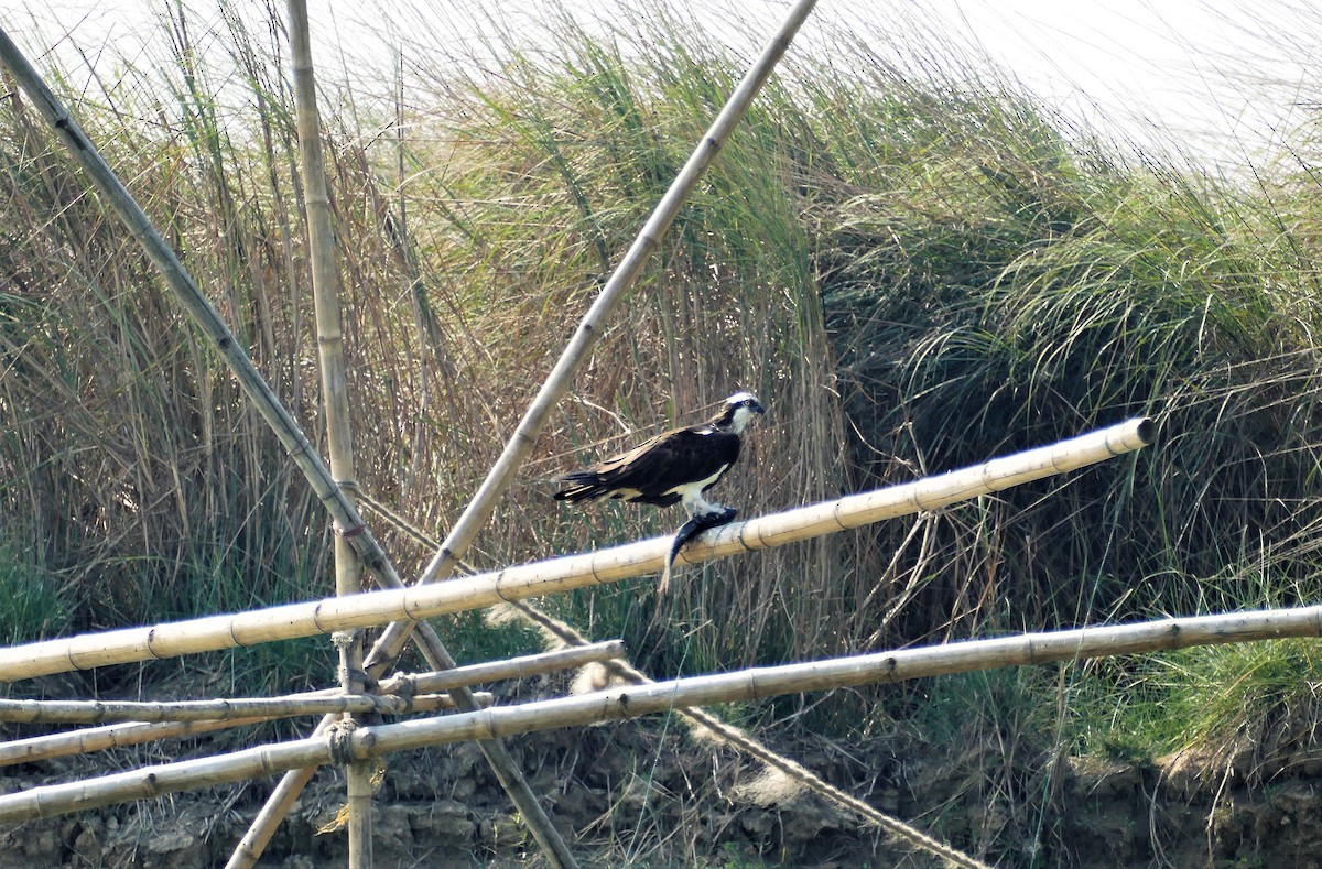 Osprey - ML644781920