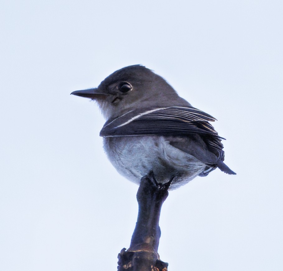 Eastern Wood-Pewee - ML644781923
