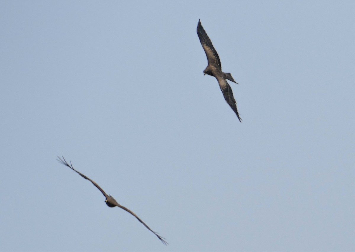 Black Kite - ML644781927