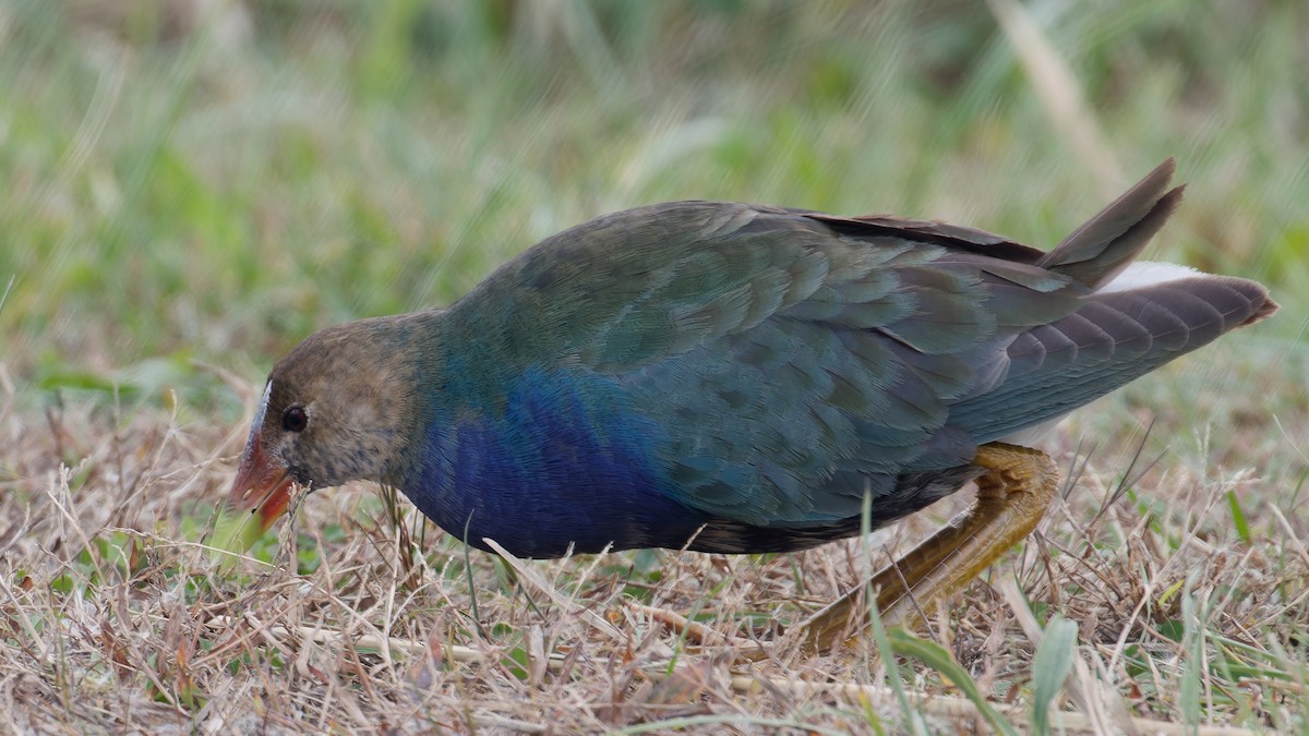 Малая султанка - ML644781929