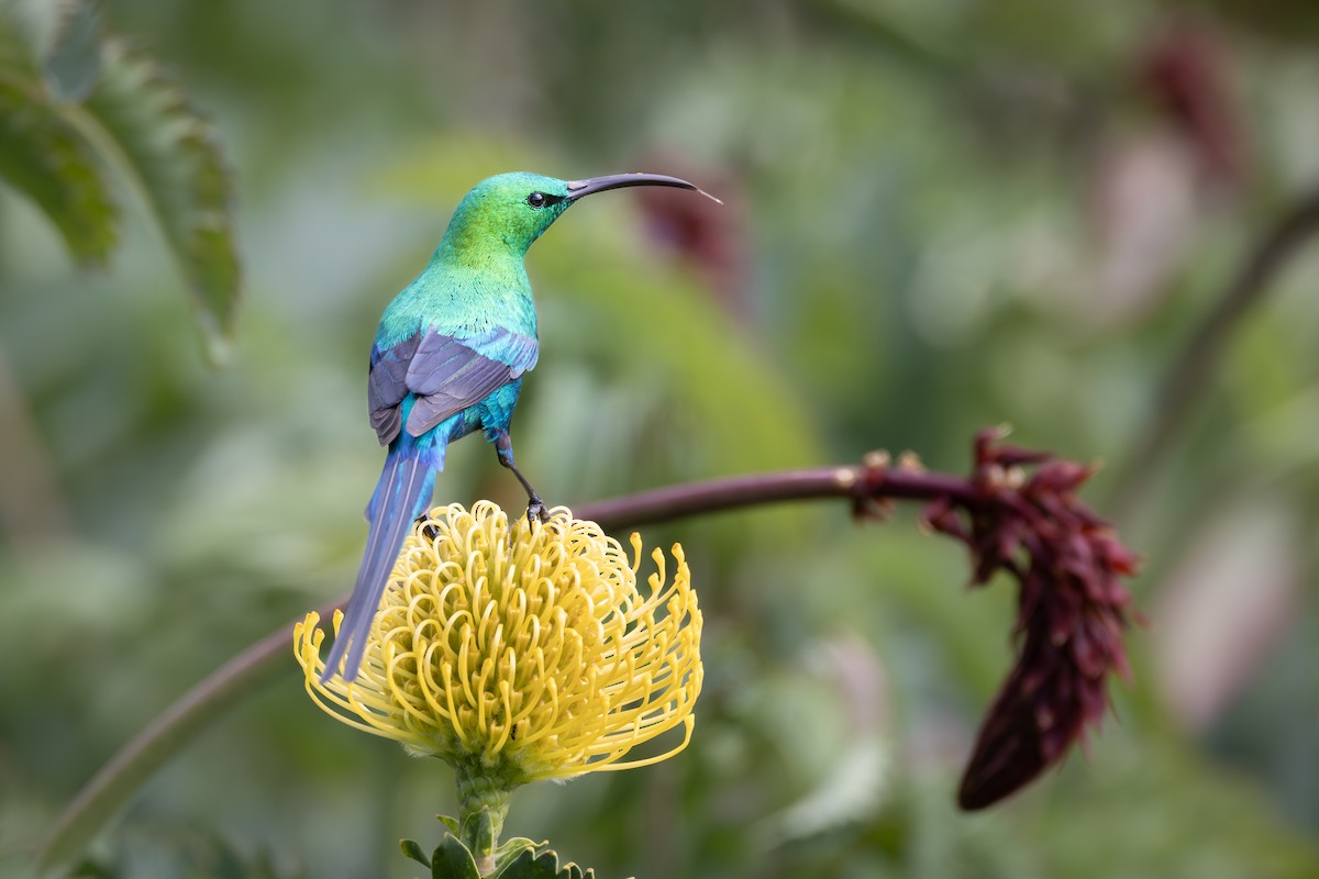 Malachite Sunbird - ML644781932
