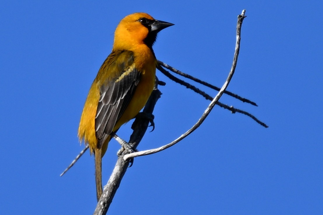 Altamira Oriole - ML644781933