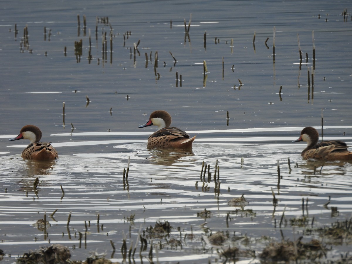 White-cheeked Pintail - ML644781943