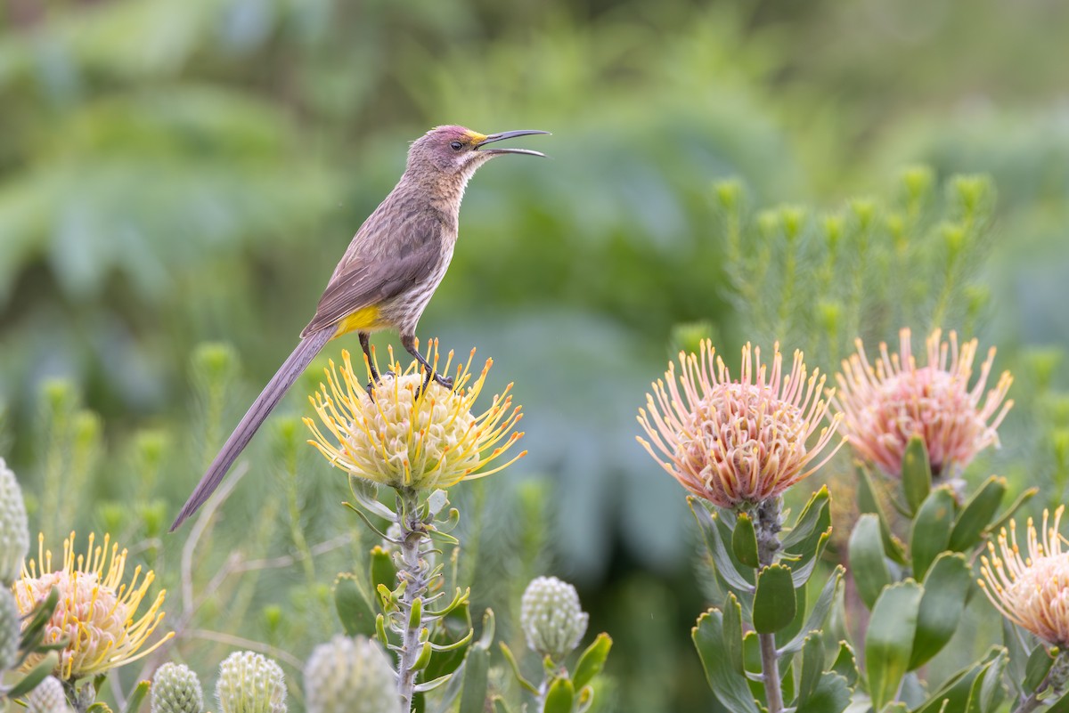 Cape Sugarbird - ML644781955