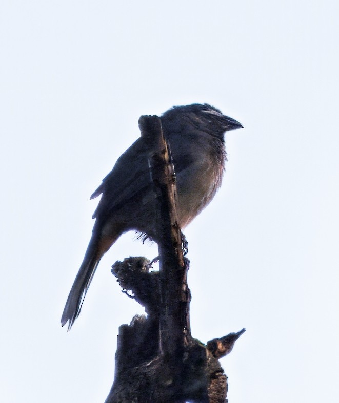 Cinnamon-bellied Saltator - ML644781958