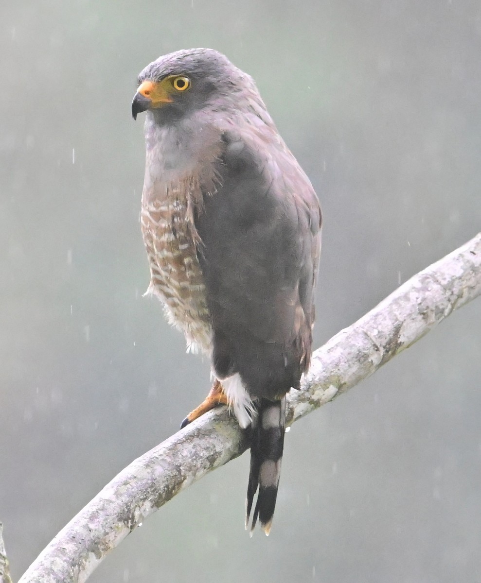 káně krahujová - ML644781971