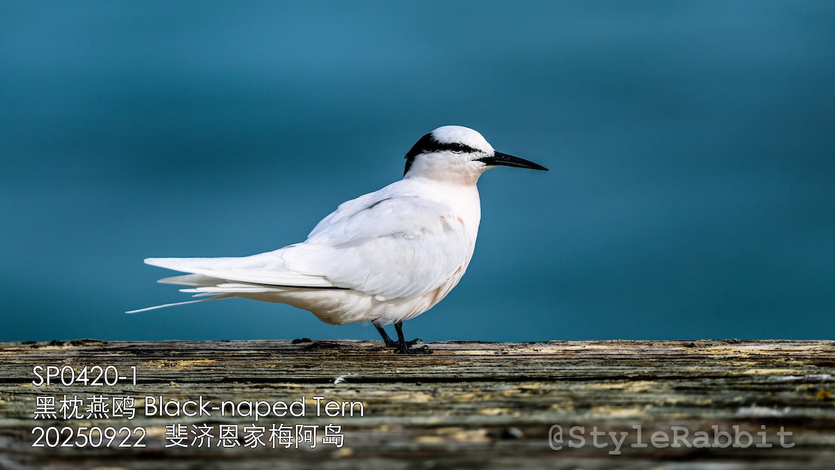Black-naped Tern - ML644781975