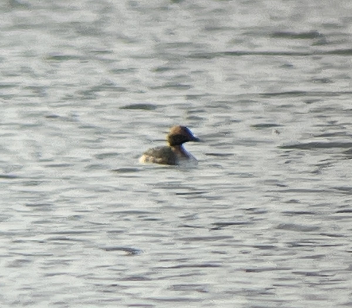 horndykker - ML644781976