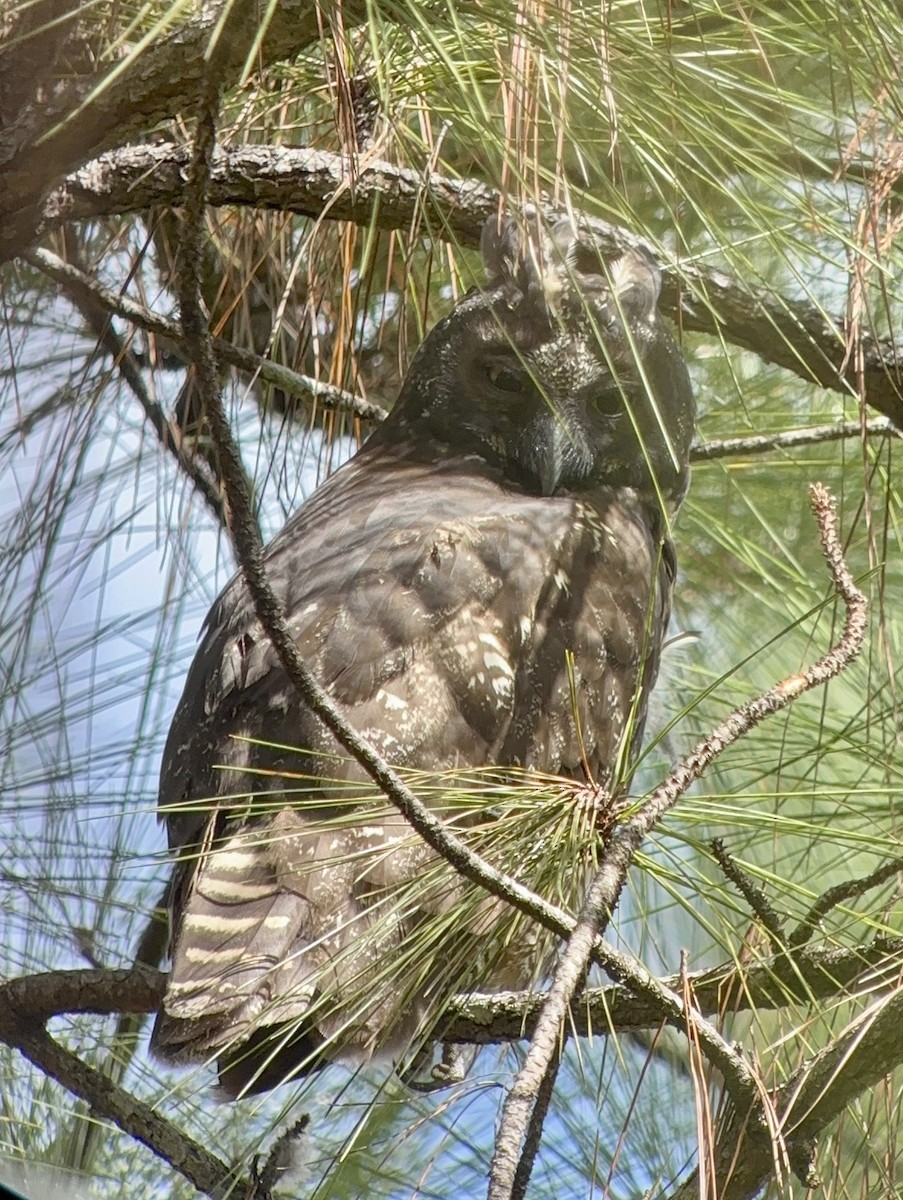 Stygian Owl - ML644781977