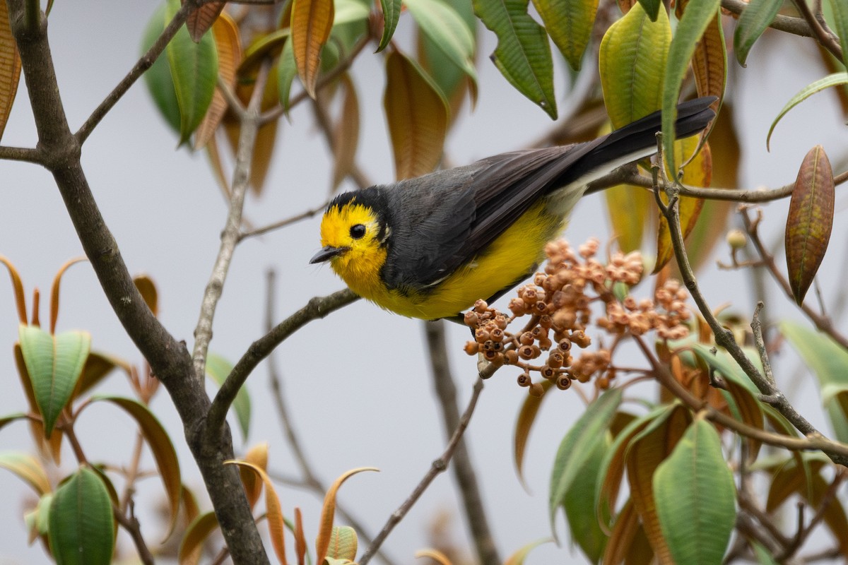 Süslü Ötleğen (chrysops) - ML644781978