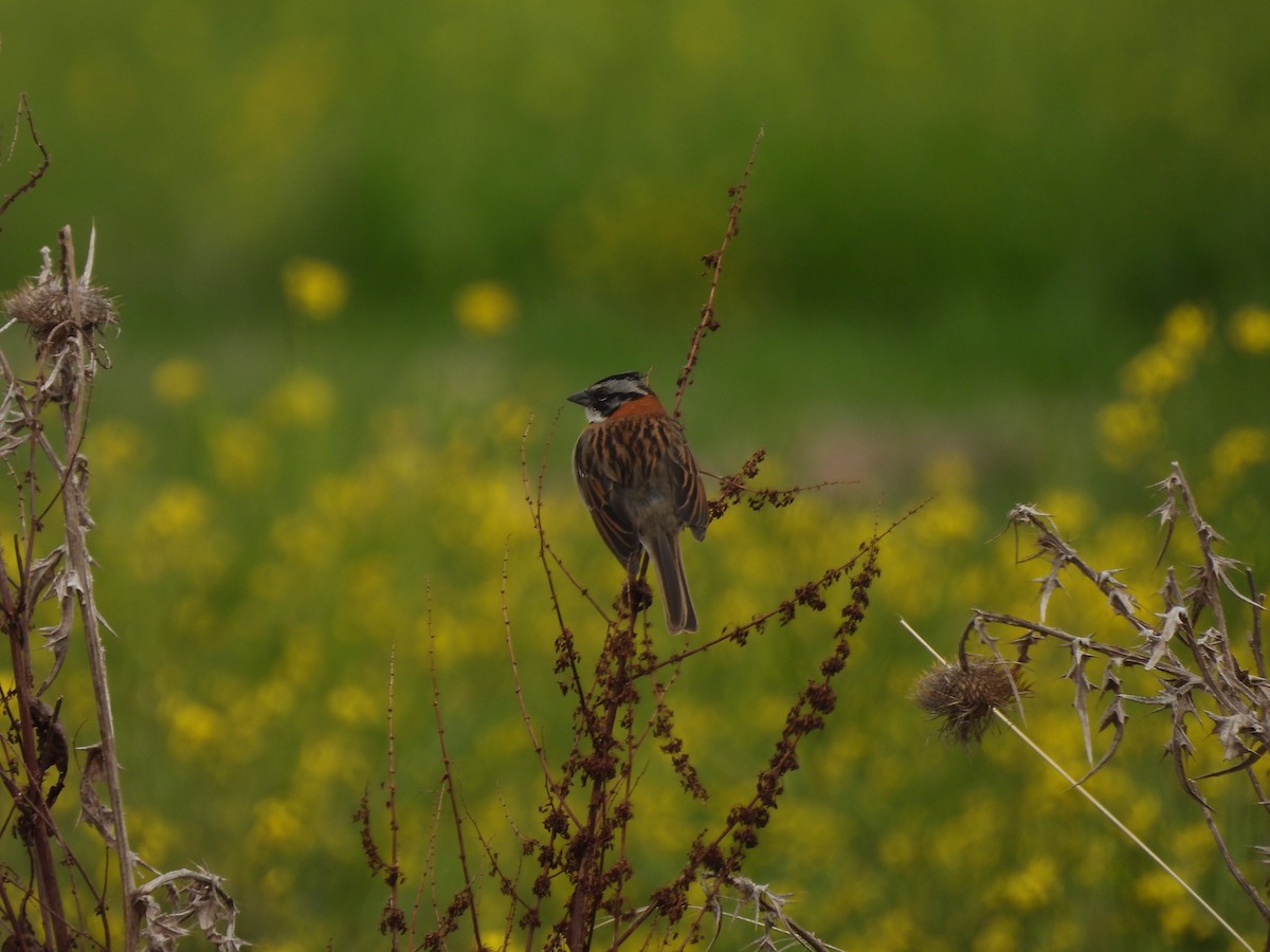 Rufous-collared Sparrow - ML644781979