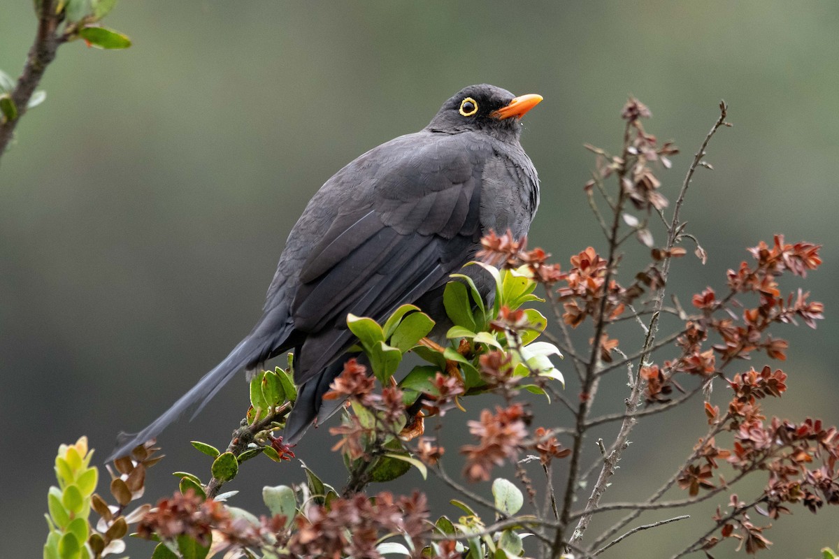 Great Thrush - ML644781980