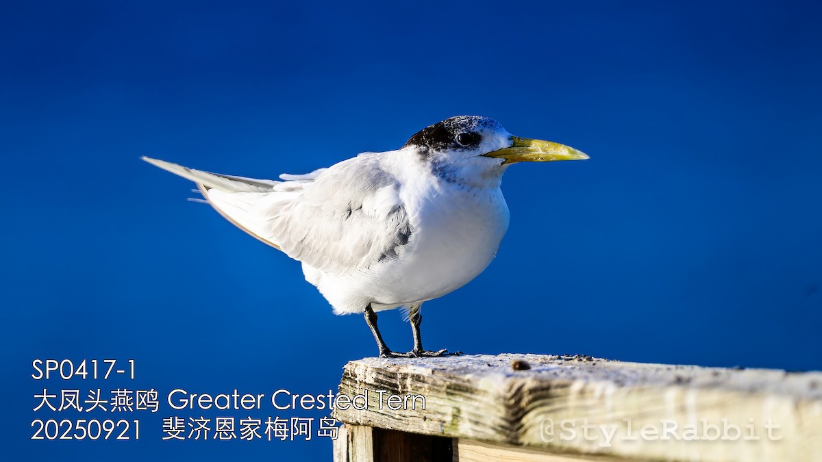 Great Crested Tern - ML644781983