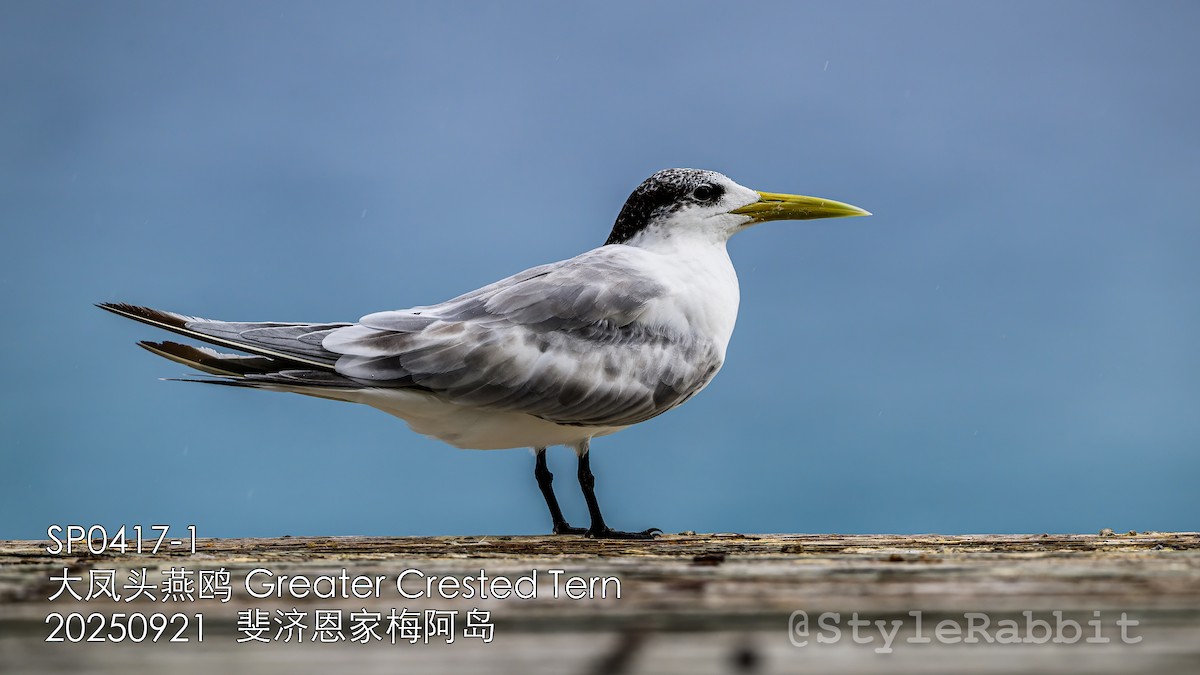 Great Crested Tern - ML644781984