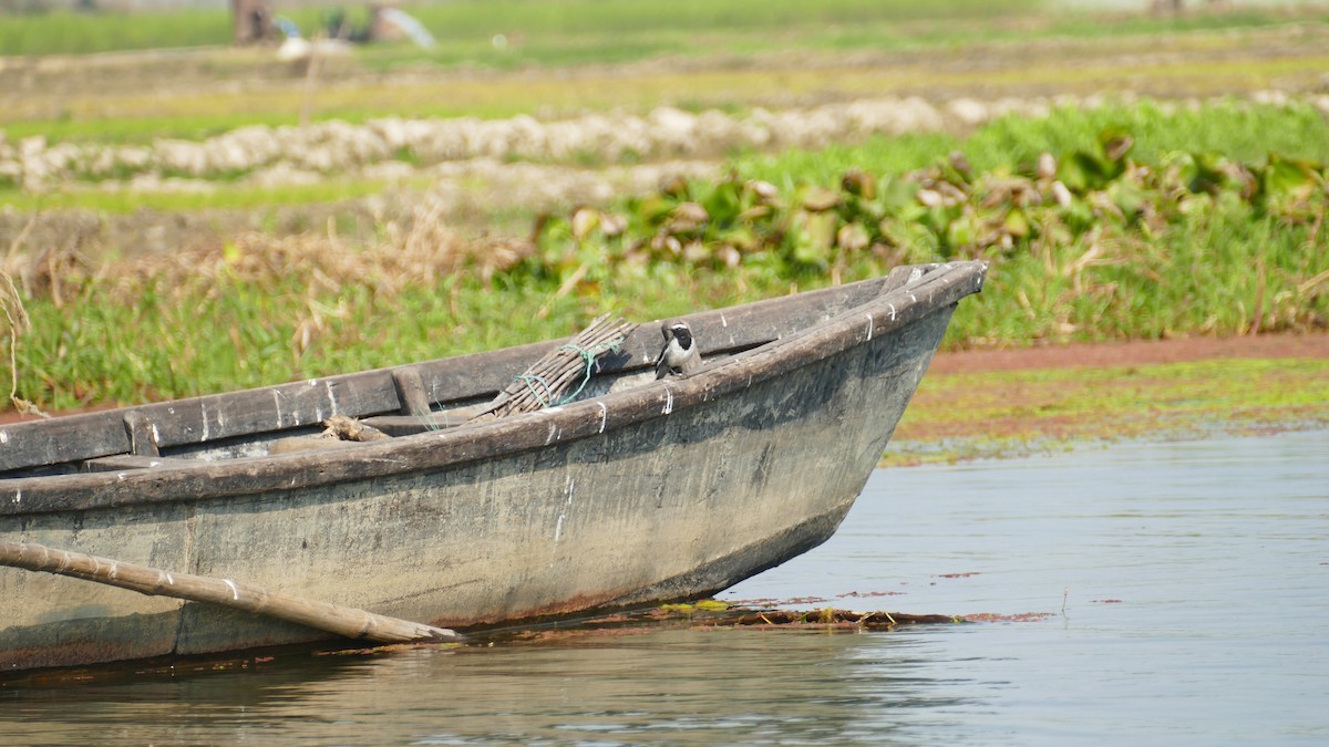 White-browed Wagtail - ML644781989