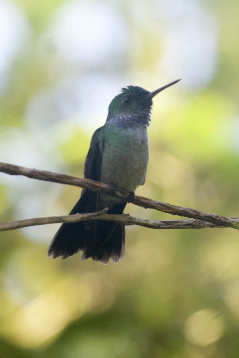 Blue-chested Hummingbird - ML644781991