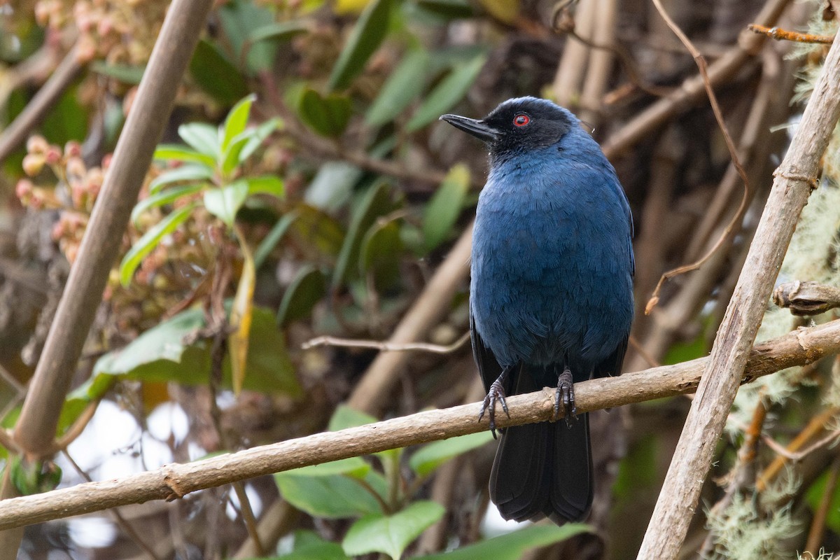 Masked Flowerpiercer - ML644781992
