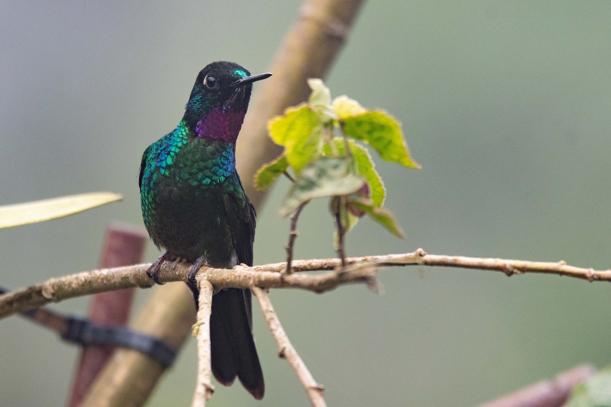 Tourmaline Sunangel - ML644781993