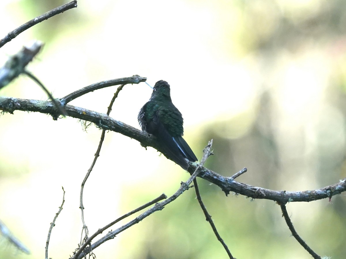 Greenish Puffleg - ML644781994