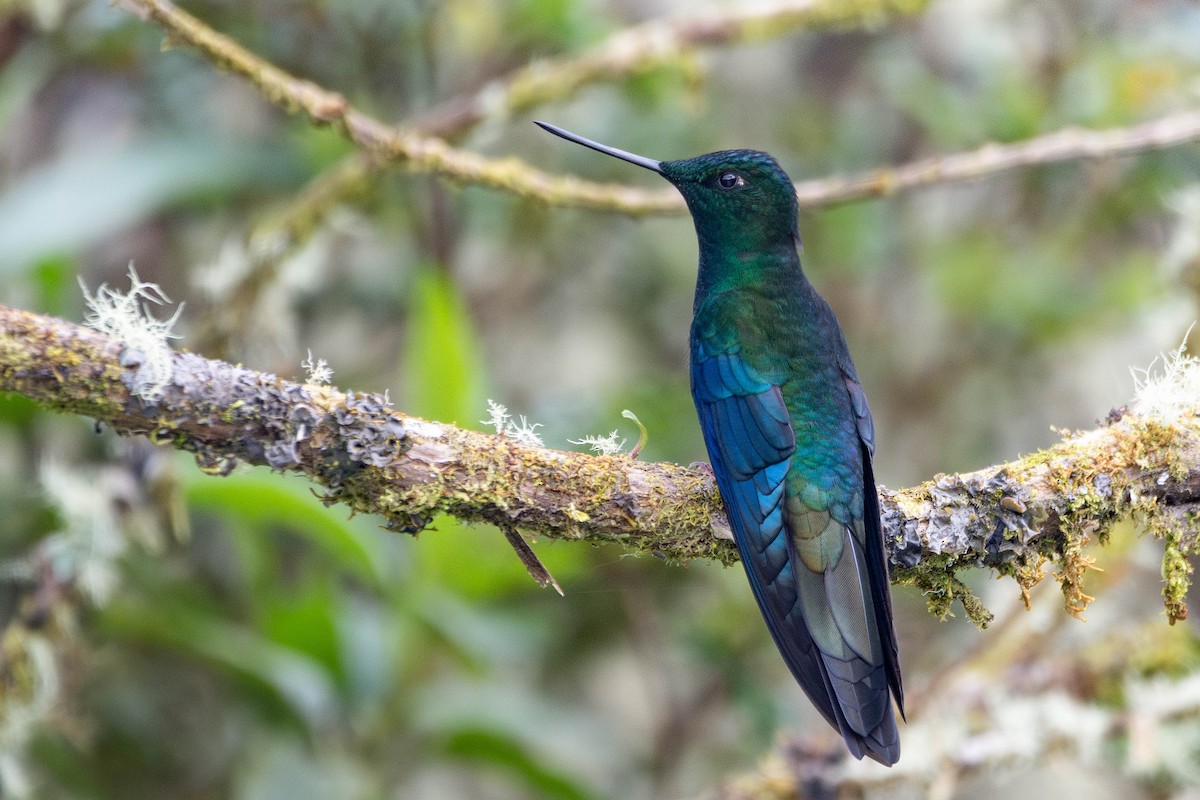 Great Sapphirewing - ML644781995