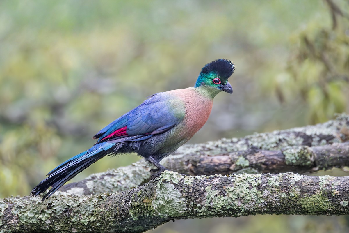 Purple-crested Turaco - ML644781996