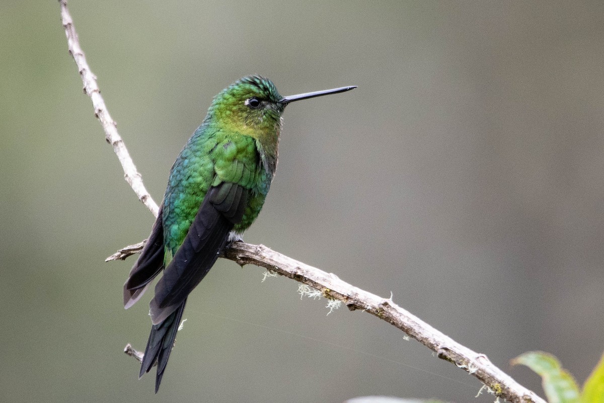 Golden-breasted Puffleg - ML644781997